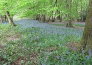 blue-bells-hkbp